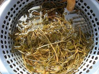 山间野味——野辣椒苗炒肉片的做法步骤：1