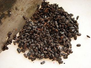 老干姐干煸肉丝油辣椒的做法步骤:4