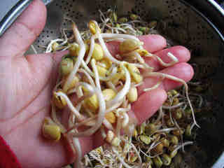 自发黄豆芽的做法步骤:14