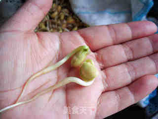 自发黄豆芽的做法步骤:12