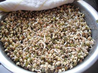 如何在低温季节生发绿豆芽的做法步骤:11