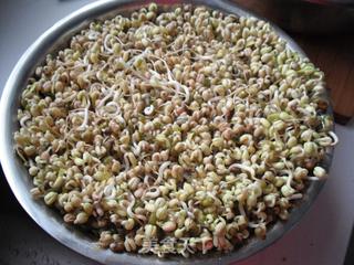如何在低温季节生发绿豆芽的做法步骤:13