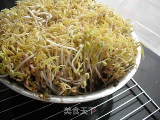 如何在低温季节生发绿豆芽的做法步骤:16