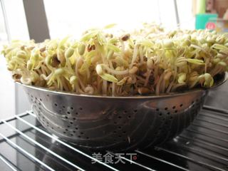 如何在低温季节生发绿豆芽的做法步骤:15