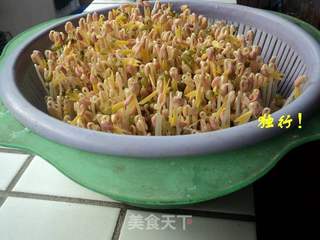 简单安全自己发绿豆芽的做法步骤:9