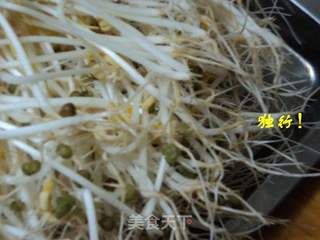 简单安全自己发绿豆芽的做法步骤:10