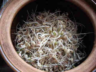 砂锅生绿豆芽的做法步骤:7