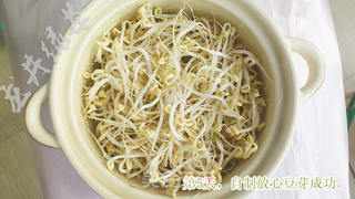 自制放心豆芽的做法步骤:6