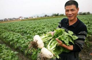 温州盘菜生的做法步骤:12