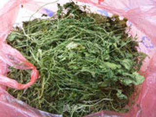 自制香菜粉的做法步骤:4