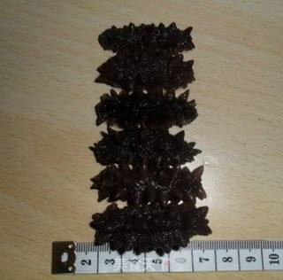 泡发干海参的做法步骤:7