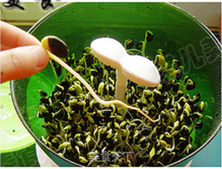 豆芽机生有机黑豆芽的做法步骤:12