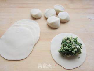 苜蓿猪肉饺子的做法步骤:11