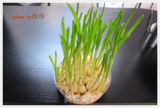 发芽大蒜的种法的做法步骤:10