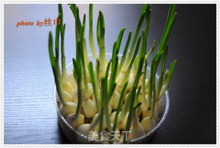 发芽大蒜的种法的做法步骤:9