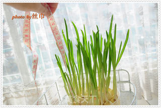 发芽大蒜的种法的做法步骤:11