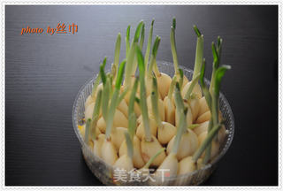 发芽大蒜的种法的做法步骤:7