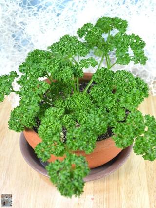 自制欧芹粉(巴西里粉)的做法步骤:5