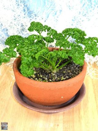 自制欧芹粉(巴西里粉)的做法步骤:7
