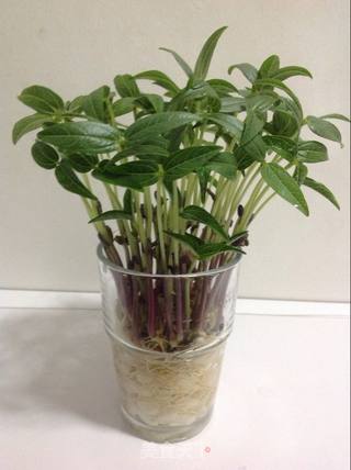 豆你玩-绿豆芽苗菜的做法步骤:6