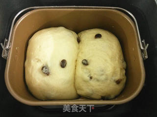 面包机版葡萄干牛奶吐司(中种法)的做法步骤:13