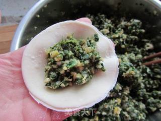 荠菜笋尖猪肉饺的做法步骤:11