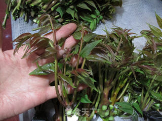 炸香椿鱼的做法步骤:3