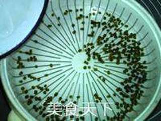 绿豆芽养成记的做法步骤：4