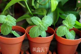 巧克力慕斯盆栽蛋糕的做法步骤:24