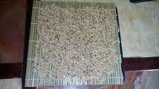 【柏翠全新旗舰PE9800面包机试用体验】—抹茶松子仁面包的做法步骤:8