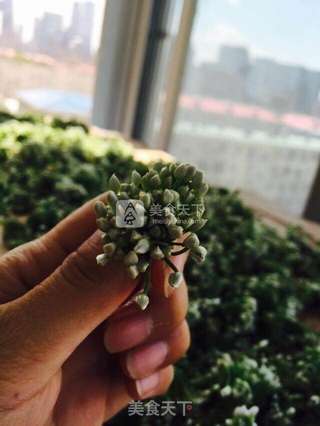 韭菜花研制的做法步骤:6