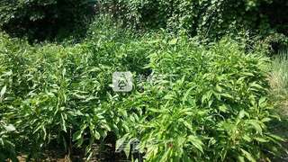 葱爆羊肉的做法步骤:11
