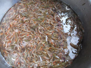 酥炸小河虾卷饼的做法步骤：1