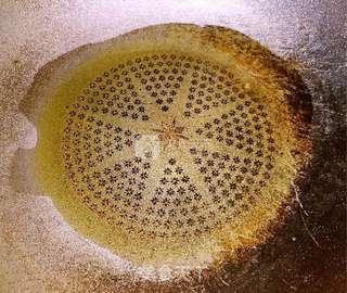 椒盐玉米粒脆饼的做法步骤:5