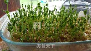 #水培豌豆苗的做法图解8