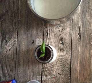 盆栽酸奶的做法步骤:13