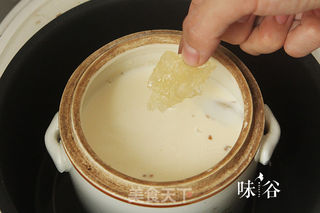 美白润肤的牛奶炖花胶 的做法步骤:5