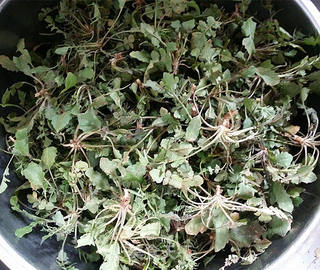 【南京】荠菜猪肉大馄饨的做法步骤:2