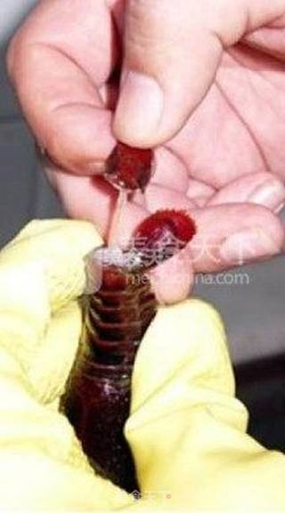 正宗潜江油焖大虾的做法步骤:3