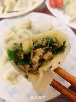荠菜猪肉水饺的做法步骤:7