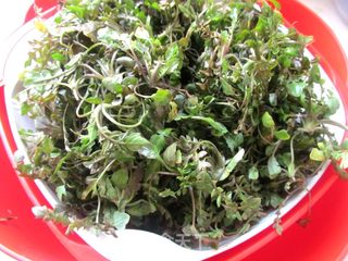 #春食野菜香#美味野菜--荠菜鲜肉饺的做法步骤:2