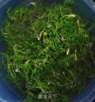 #春食野菜香#荠菜馒头的做法步骤:2