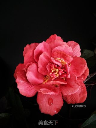 #ACA第四届烘焙大赛#造色情怀 国色天香【立体饼干】的做法步骤:19