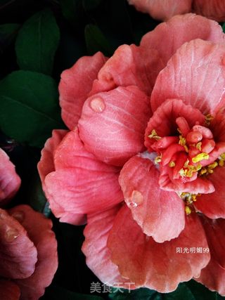 #ACA第四届烘焙大赛#造色情怀 国色天香【立体饼干】的做法步骤:25