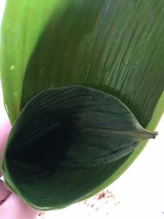 红豆蜜枣粽子的做法步骤:9