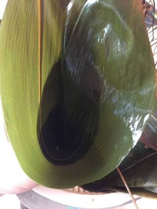 碱水棕子的做法步骤:5