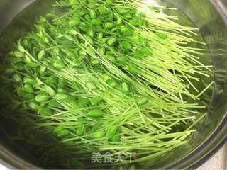 香松拌豆苗的做法步骤:4