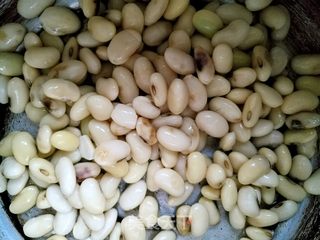 红枣枸杞豆浆的做法步骤:3