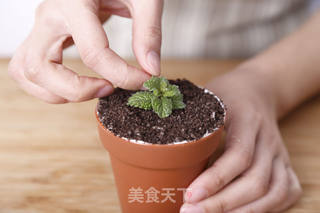 盆栽蛋糕的做法步骤:18