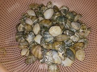 香炒蛤蜊的做法步骤:3